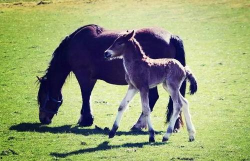 驴配马时间长点的视频,一场跨越种族的浪漫邂逅，见证爱情的力量