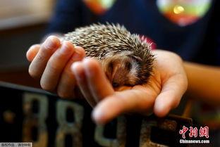 日本刺猬,神秘的小型哺乳动物探秘